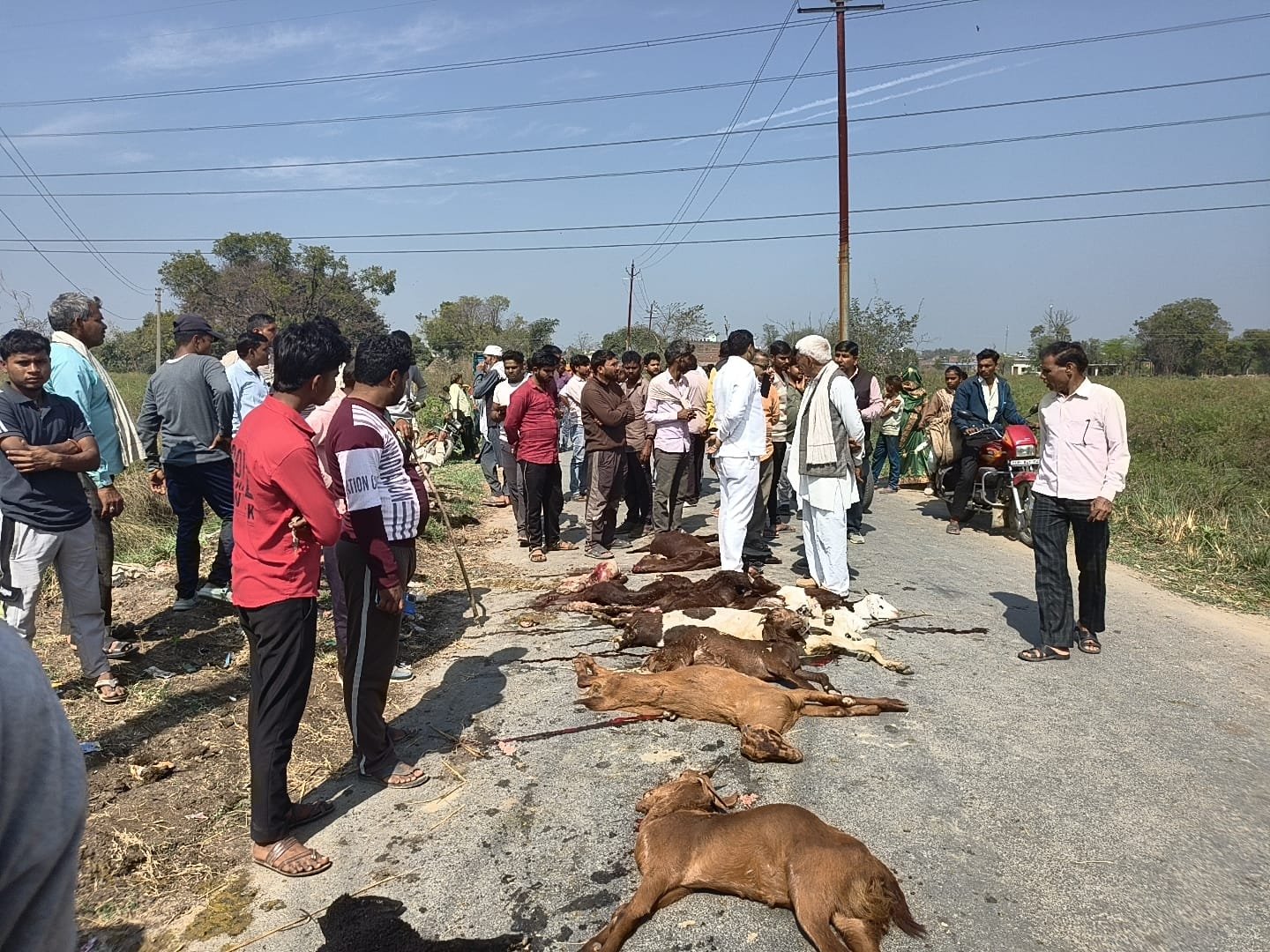 बेकाबू ट्रक ने दर्जनों बकरियों को रौंदा